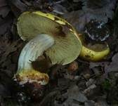 Zedernklumpfuß, Foto 7