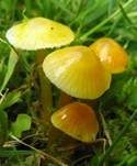 Zerbrechlicher Saftling, Foto 7