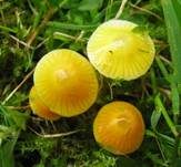 Zerbrechlicher Saftling, Foto 8