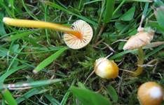 Zerbrechlicher Saftling, Foto 11