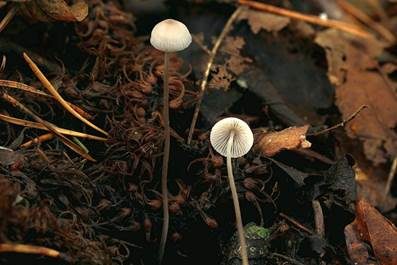 Zerbrechlicher Fadenhelmling, Foto 4