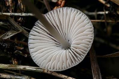 Zerbrechlicher Fadenhelmling, Foto 5