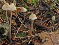 Zerbrechlicher Fadenhelmling, Foto 7
