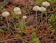 Zerbrechlicher Fadenhelmling, Foto 9