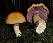 Ziegelgelber Schleimkopf, Foto 24