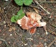 Ziegelroter Risspilz, Foto 18