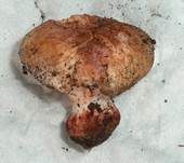 Ziegelroter Risspilz, Foto 20