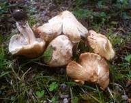 Ziegelroter Risspilz, Foto 22