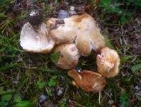 Ziegelroter Risspilz, Foto 24