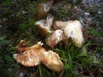 Ziegelroter Risspilz, Foto 25