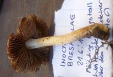 Ziegelroter Risspilz, Foto 26
