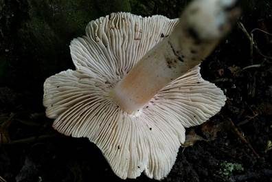 Ziegelroter Risspilz, Foto 5