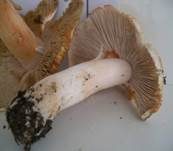 Ziegelroter Risspilz, Foto 34