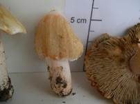 Ziegelroter Risspilz, Foto 35