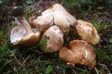 Ziegelroter Risspilz, Foto 6