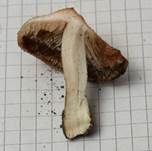 Ziegelroter Risspilz, Foto 7