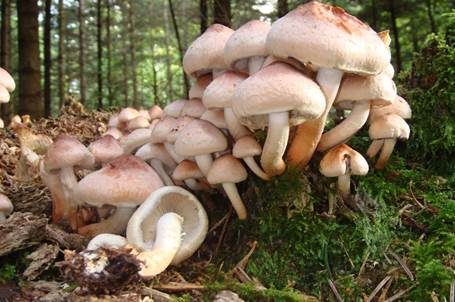 Ziegelroter Schwefelkopf, Foto 3