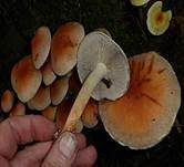 Ziegelroter Schwefelkopf, Foto 12