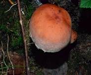 Ziegelroter Schwefelkopf, Foto 20