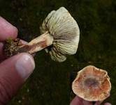 Ziegelroter Schwefelkopf, Foto 21