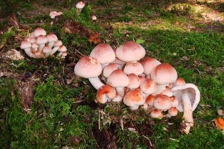 Ziegelroter Schwefelkopf, Foto 4