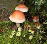 Ziegelroter Schwefelkopf, Foto 28
