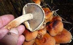 Ziegelroter Schwefelkopf, Foto 31