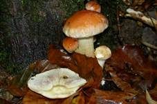 Ziegelroter Schwefelkopf, Foto 32