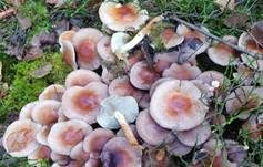 Ziegelroter Schwefelkopf, Foto 39
