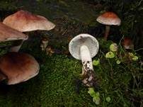 Ziegelroter Schwefelkopf, Foto 43