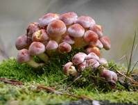 Ziegelroter Schwefelkopf, Foto 47