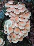 Ziegelroter Schwefelkopf, Foto 50