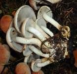 Ziegelroter Schwefelkopf, Foto 7