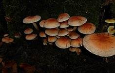Ziegelroter Schwefelkopf, Foto 53