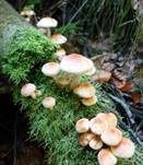 Ziegelroter Schwefelkopf, Foto 55