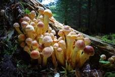 Ziegelroter Schwefelkopf, Foto 58