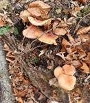 Ziegelroter Schwefelkopf, Foto 59