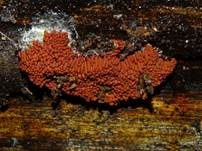 Ziegelroter Stielschleimpilz, Foto 23