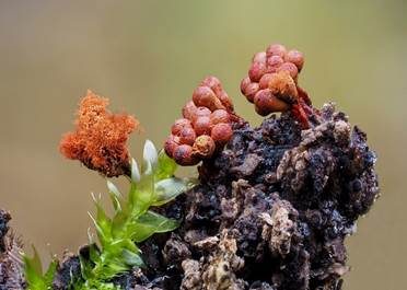 Ziegelroter Stielschleimpilz, Foto 6