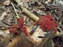 Ziegelroter Stielschleimpilz, Foto 7