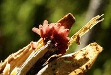 Ziegelroter Stielschleimpilz, Foto 8