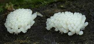 Ziegelroter Stielschleimpilz, Foto 11