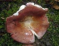 Ziegelroter Täubling, Foto 6