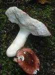 Ziegelroter Täubling, Foto 8