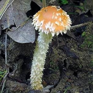 Ziegelroter Träuschling, Foto 2