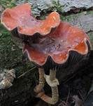 Ziegelroter Träuschling, Foto 9