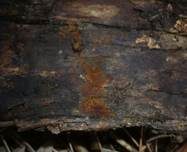 Ziegelrotes Filzgewebe, Foto 6