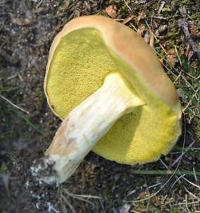 Ziegenlippe, Foto 3