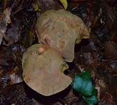Ziegenlippe, Foto 13