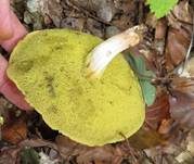 Ziegenlippe, Foto 17